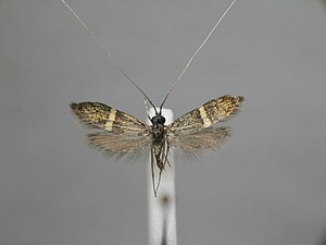 Nemophora associatella BE-MK-2187a.jpg