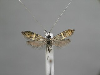 <i>Nemophora associatella</i> Species of moth