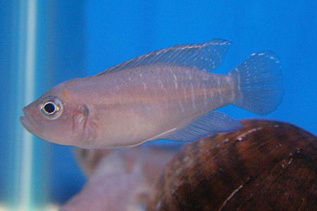 Neolamprologus brevis