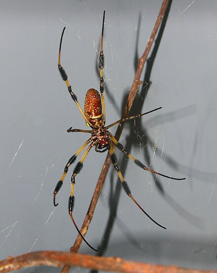 Female ventral side Nephila clavipes 10.JPG