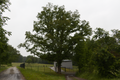 English: Natural Monument Oak Tree near Rommerz, Neuhof, Hesse, Germany)