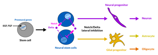 Neuro-Gliogenesis via Lateral Inhibition.png