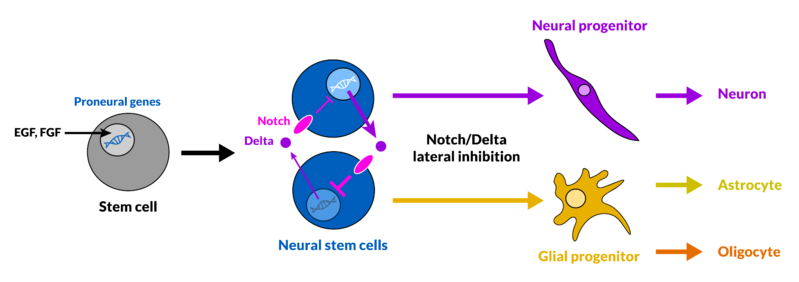 File:Neuro-Gliogenesis via Lateral Inhibition.png