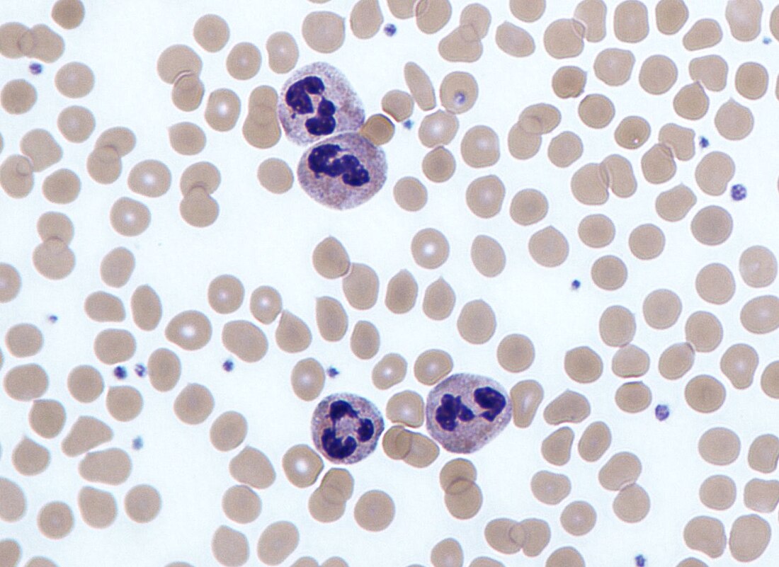 File:Neutrophils.jpg