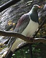 New Zealand pigeon 2 (30836773004).jpg