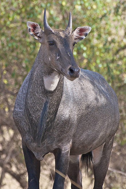 Close view of a male nilgai showing the facial markings, throat patch, beard and short horns