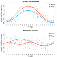 Bien que les femelles de C. xanthogramma soient plus actives que les mâles de cette espèce, les deux sexes présentent un cycle très similaire, ce qui n’est pas le cas chez P. cespitum.