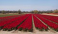 Noordwijkerhout, veld met tulpen aan de Oosterduinen IMG 9032 2021-04-27 13.43.jpg