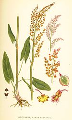 Thumbnail for Polygonaceae