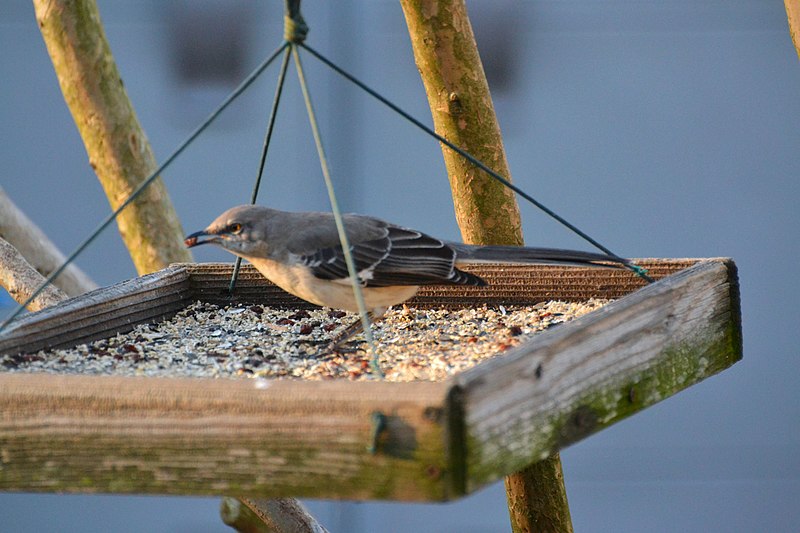 File:Northern Mocking Bird (8405788813).jpg