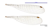 Nososticta kalumburu female wings (34664228012).jpg