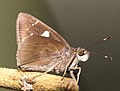 Thumbnail for Notocrypta curvifascia