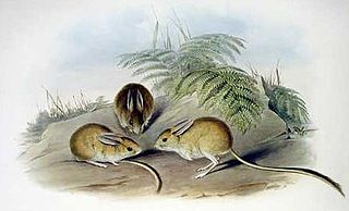 Hopping mouse Genus of rodents