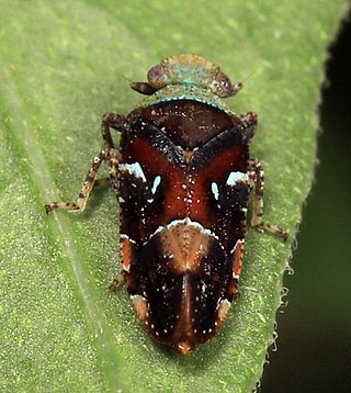 <span class="mw-page-title-main">Tettigometridae</span> Family of true bugs