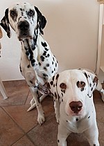 Vignette pour Dalmatien