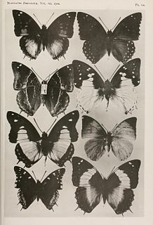 <i>Charaxes violetta</i> Species of butterfly