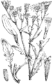 Jacobaea aquatica Povodni masléni grint (as syn. Senecio aquaticus) plate 421 in: Martin Cilenšek: Naše škodljive rastline Celovec (1892)