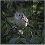 Thumbnail for File:Oak Titmouse (53400650458).jpg