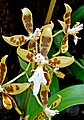 Oncidium manuelariasii