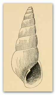 <i>Odostomia desimana</i> species of mollusc