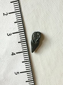 Old Church Tooth.jpg