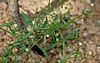 Oldenlandia herbacea W2 IMG 3839.jpg