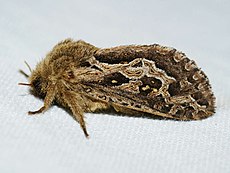 Oncopera intricoides 74199290.jpg