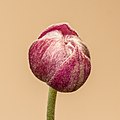 Ontluikende bloemknop van een Anemone 'Eugenie'. 30-08-2020 (d.j.b.) 02.jpg