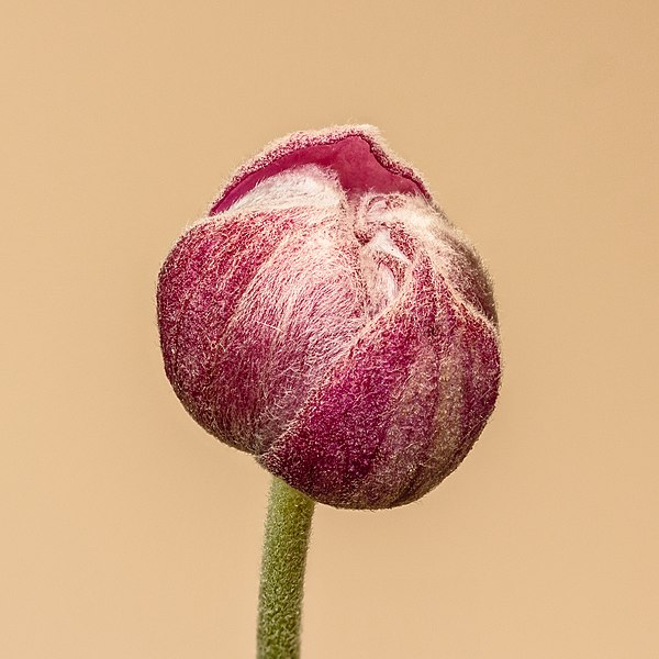 File:Ontluikende bloemknop van een Anemone 'Eugenie'. 30-08-2020 (d.j.b.) 02.jpg