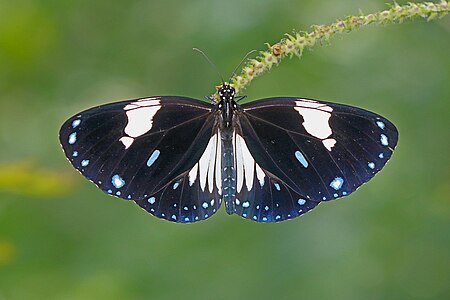 Dorsal view