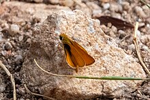Orange Skipperling Guindani Trail Karchner Caverns SP AZ 2019-07-30 09-31-13 (48417893732) .jpg
