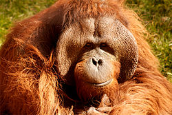 Orangután male.jpg
