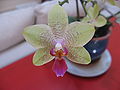 An orchid as a decorative houseplant