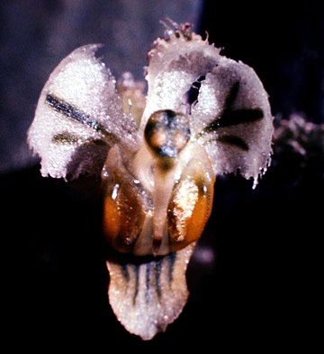 Ornithocephalus (orquídea)