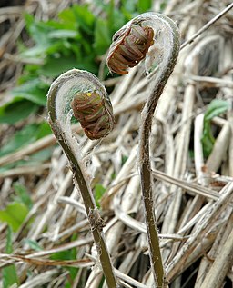 薇（ぜんまい）の綿,Osmunda japonica 001