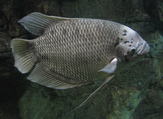 <span class="mw-page-title-main">Giant gourami</span> Species of fish