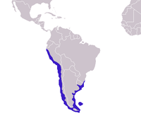 Phân bố của sư tử biển Nam Mỹ