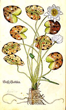 Herbarium Vivae Eicones