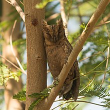 Otus mantananensis.jpg