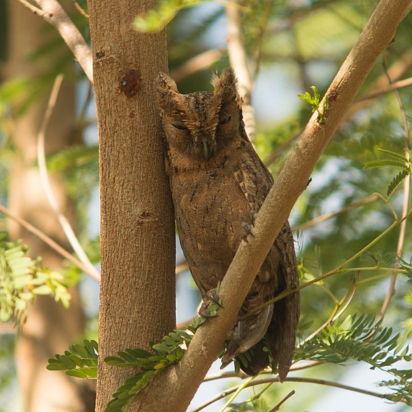 File:Otus mantananensis.jpg