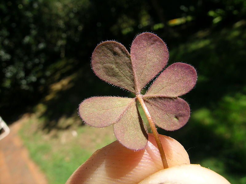 File:Oxalis corniculata leaf5 (14684345356).jpg