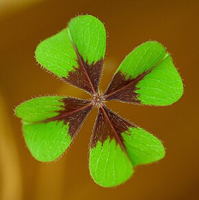 Descrierea imaginii Oxalis tetraphylla A.jpg.