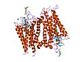 Thumbnail for Rhodopsin-like receptors