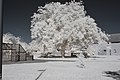 Français : Noyer, rue de la Poste, Pagny-le-Château (Côte d'Or, Bourgogne, France) photographié avec un filtre infrarouge 720 nm. Català: Noguera, carrer dels Correus, Pagny-le-Château (Costa d'Or, Borgonya, França) fotografiat amb un filtre infraroig 720 nm. Español: Noguera, calle de los correos, Pagny-le-Château (Côte d'Or, Borgoña, Francia) fotografiado con un filtro infrarrojo 720 nm.