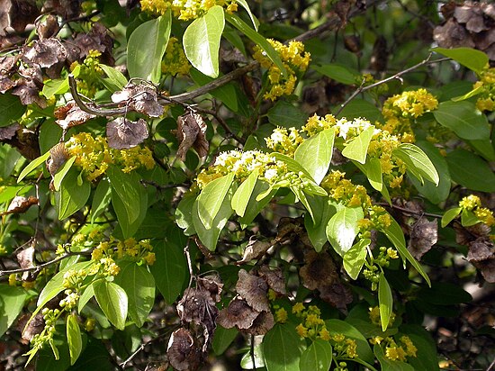 Держи дерево. Paliurus spina-Christi Mill. (Семейство Rhamnaceae). Плоды держидерево. Держи-дерево Христовы тернии. Христова колючка.