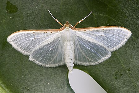 Apyrausta