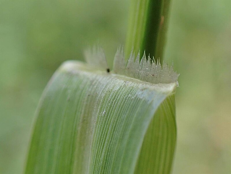 File:Panicum dichotomiflorum leaf (14).jpg