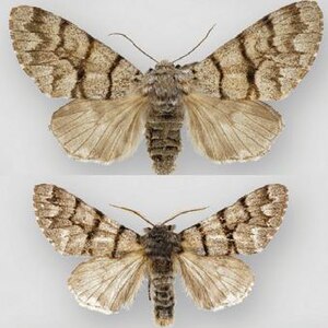 Panthea furcilla australis female (top), male (bottom) Panthea furcilla australis.JPG