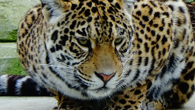 File:Panthera onca - jaguar - Zoologique Paris 05.JPG