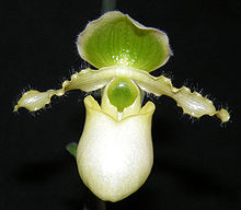 Paphiopedilum primulinum 2.JPG